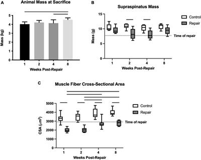 The “Second Hit” of Repair in a Rabbit Model of Chronic Rotator Cuff Tear